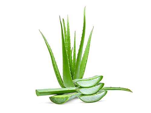 3 Liter Bio Aloe Vera Saft - 3 Monate Bio Aloe Vera Saftkur - ökologischer Aloe Verasaft in Premiumqualität in der praktischen 3 Liter Bag in Box Saftbox - nach Anbruch ungekühlt 3 Monate haltbar
