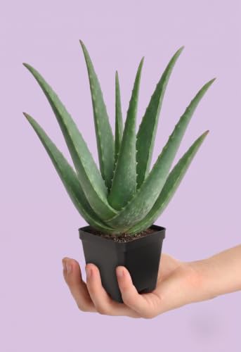 Image of Aloe Vera Plant with Pot - Natural Air Purifier & Healing Succulent for Home and Office Decor - Easy to Maintain Indoor Plant for Freshness, Positive Energy & Green Aesthetic (pack of 1)