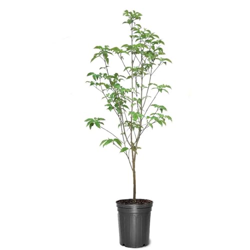 Pink Dogwood Tree, 5 Gallon Live Nursery Pot, Pink Flowers| Arbor Day Foundation (Due to Agricultural Laws, Unavailable to CA, AZ)