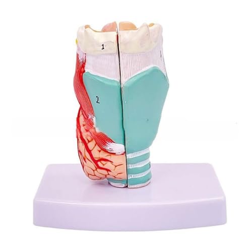 Modèle d'accessoires pédagogiques de larynx pour réussir vos révisions