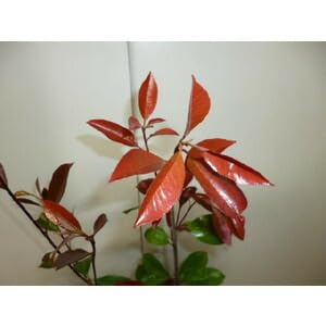 Amazon.co.jp: 苗/苗木 【30本セット】 レッドロビン 樹高0.4m Amazon.co.jp: 苗/苗木 【30本セット】 レッドロビン 樹高0.4m