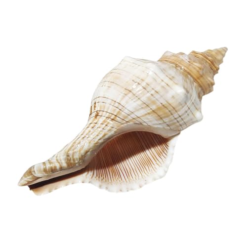 Genérico Caracola Natural Decorativa para Pecera y Paisajismo, Concha Artesanía 9-12 Cm, Adecuado para Decoración del Hogar, Arreglo Conchas Marinas, Accesorio para Jarrones y Fiestas