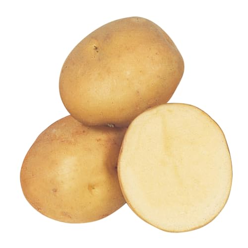 種芋 秋植えじゃがいも デジマ 1kg / 国華園 25年秋商品