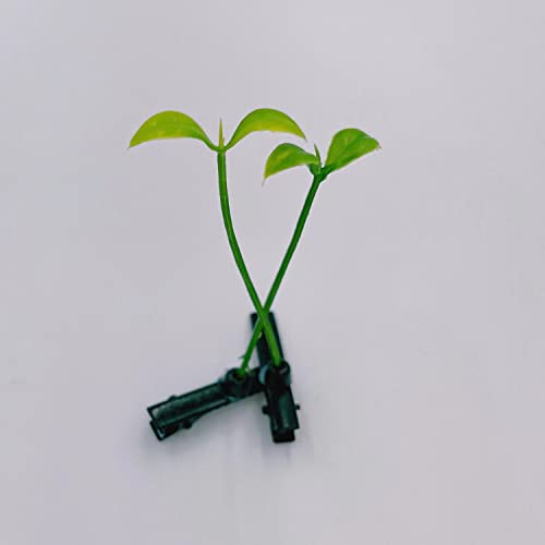 50 pinzas de brote para cabello estilo divertido miniatura 5