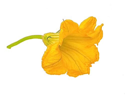 Fiori di Zucchina 100g