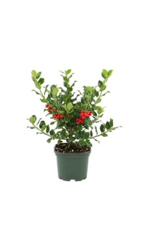 DECOALIVE Acebo Natural Planta Viva Perfecta para Crear Ambientes Cálidos en Navidad