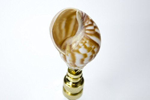Image of Snail Sea Shell Lamp Finial with Polished Brass Base 3.25 inch h