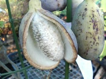 Amazon.co.jp: あけび 【三つ葉アケビ】 5号ポット苗 : DIY