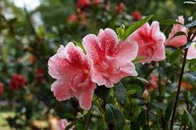 100 Seeds Do Quyen Seeds, Rhododendron Seeds Flower Seeds Mixed Azalea Flower Seeds For Planting Rhododendron Simsii Seeds Schlippenbachii Bush Shrub Flowers Plant Seeds #TOP3