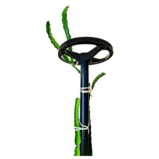 Dragon Fruit Trellis Tower Plant Cage Cactus Climbing Support (60-inch/Dark Gray (Schedule 80))