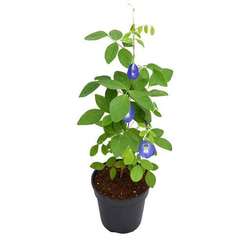 JooGTooK Shankhpushpi/Aparajitha/Sangu Poo/Clitoria Ternatea Flower Healthy Live Plant (Blue) (B0B3113WQ7) Amazon Price History, Amazon Price Tracker
