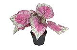  Artificielles.com - Bégonia royal factice en pot H20cm D22cm superbe couleur Rose fushia - couleur: Rose fushia 730