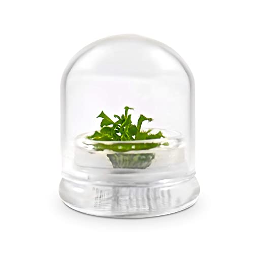 Bloomify Live Sundew Plant Terrarium – Enclosed Ecosystem With Zero Maintenance – Unique Ecosphere Plants For Home Décor – Drosera Spatula Sundew Plant –Great Gift – Self-Sustaining Terrarium #TOP3