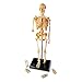 Learning Resources Skeleton Model, Miniature Model, Easy to Manipulate, 41-Piece Model