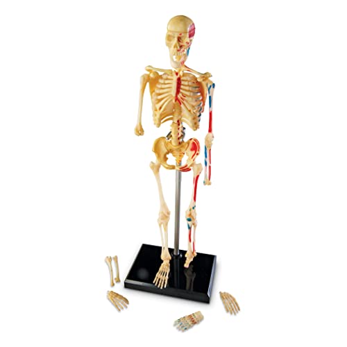 Learning Resources Skeleton Model, Science Classroom Must Haves, STEM Student Essentials, Practice Anatomy, Back to School Supplies for Teachers by Learning Resources - Image 3