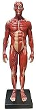 Anatomiemodell, Pädagogische Puppen 30 Cm Männliche Anatomie Figur Menschliche Anatomie Figur Modell Pu-Material Menschlicher Muskel Und Skelett Anatomisches Modell Malerei Skulptur Für Medizinische