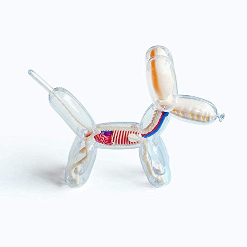 Chien ballon 4D : modèle anatomique et figurine décorative pour salon moderne