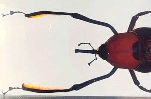 Image of 4.3 inch Real Giant Bamboo Weevil Beetle in Crystal Clear Lucite Resin Specimen Preserved Cyrtotrachelus Buqueti Insect Paperweight Taxidermy Collection for Biology Science Education Desk Display Supplies