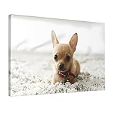 OrcoW WTD Tableau mural sur toile Motif chihuahua mignon 30 x 45 cm