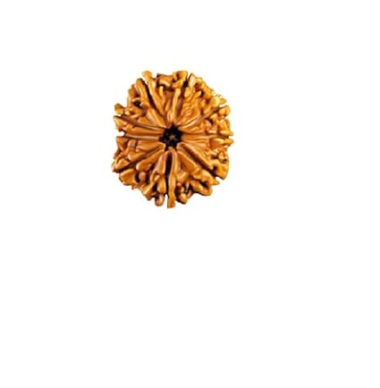 The Gallery Of Gemstones 9 Mukhi Rudraksha Nepal Nau Mukhi Rudraksha Beads Blessings of Goddess Nav Durga Nine Faced Rudraksha with Silver Pendent or Dori Certified by IGL