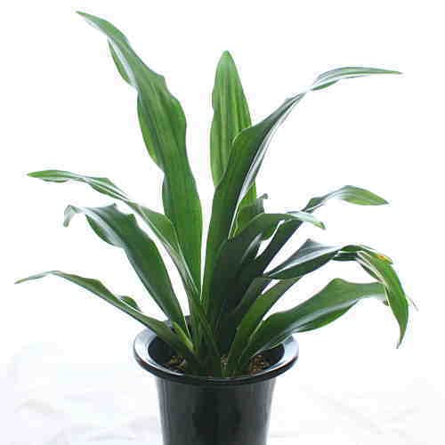 Amazon.co.jp: 万年青 omoto cyanocarpa Potting 