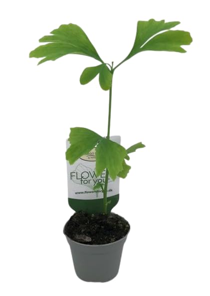 Ginkgo Biloba Árbol Natural - DECOALIVE - Maceta de 9cm