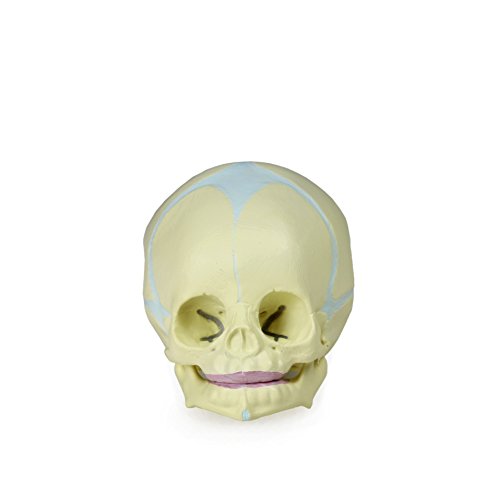 Image of Walter Products B10222 Fetal Human Skull Model, 30th Week of Pregnancy