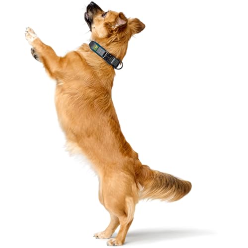 HUNTER Halsband Maldon, Farbe: Petrol, atmungsaktives Mesh, Robustes Nylon, lautlos & allergikerfreundlich, Zugentlastung, integriertes Adresslabel, besonders leicht, Größe: M