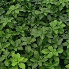 New Fresh 100pcs pachysandra Plant Seeds Generic
