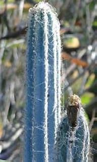 Seeds piloscereus royenii Exotic Blue Color columnar Color Rare Rare semi Cactus 50 Seeds: Only Seeds