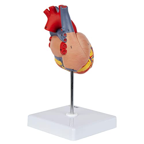 Axis Scientific Heart Model, 2-Part Deluxe Life Size Human Heart Anatomical Replica, 34 Anatomical Structures, 3D Heart Model Anatomy, Magnetic Design, Mounted Display Base, Detailed Product Manual #TOP5
