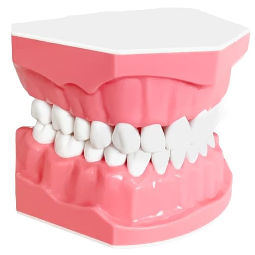 Dental Model Standard Size for Brushing and Flossing Practice – Silicone Teeth Typodont with Visible Gingiva, Anatomical Teaching Demonstration Tool for Dental Students and Patient Education