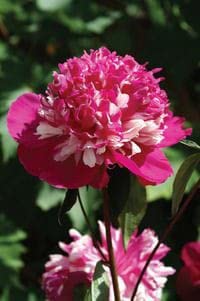 RITZ FARMING� Imported Rare Big Size Variety Mix Peonies, Peony Flower bulb Easy Growing For all Season Gardening In Home And Garden Pack Of 2 Flower bulb (B0B9T1WL8V) Amazon Price History, Amazon Price Tracker