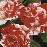 Amazon Co Jp バラ苗 センチメンタル 国産大苗6号スリット鉢 四季咲き中輪 赤と白絞系 Diy 工具 ガーデン