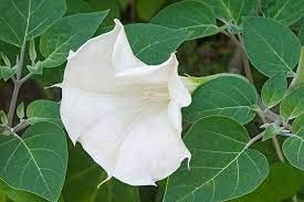PlantaZee Plant House Live Datura Thorn Apple Herbal Plant with Pot (B07GXRTD82) Amazon Price History, Amazon Price Tracker
