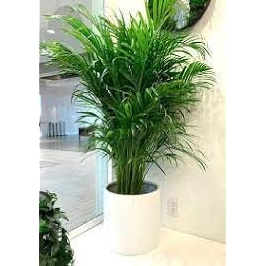 Areca Palm Live Indoor Plant - Extra Large