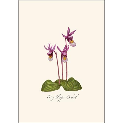 Image of Earth Sky + Water - Native Orchid Assortment Assortment Notecard Set - 8 Blank Cards with Envelopes (2 each of 4 styles)