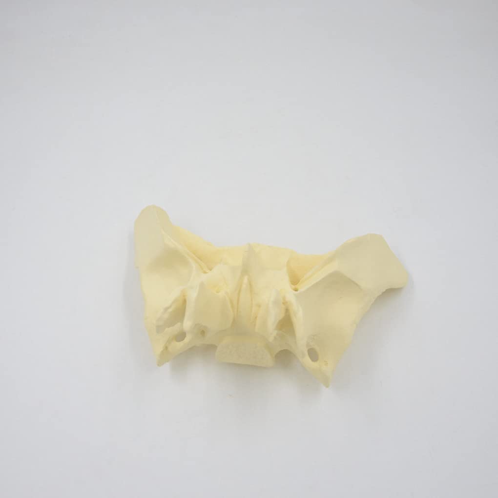Vergrößertes Modell Des Sphenoidknochens, Menschliches Sphenoid -Knochenmodell, Das Aus Einem Echten Menschlichen Sphenoid -Knochen -Exemplar -Replikat -Anatomie -Modell 24.5*10*16 Cm Gegossen Wird