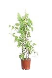 eGarden.store