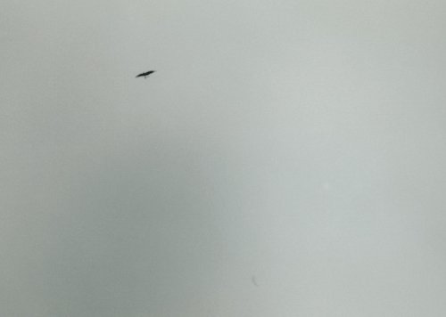 Télécharger Felix Gonzalez-Torres: America Livre eBook France