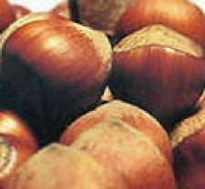 American hazelnut tree seedling nut tree edible filbert hazel nut LIVE PLANT