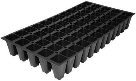 Miniatura 3 de Árbol sicómoro americano  3 plantas vivas  Platanus Occidentalis  Proveedor de sombra resistente, de rápido crecimiento  Perfecto para paisajismo y