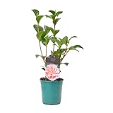 Verdecora Camelia - Arbusto Natural con Flor - Planta perfecta para invierno con flores llamativas (Maceta Ø13cm)