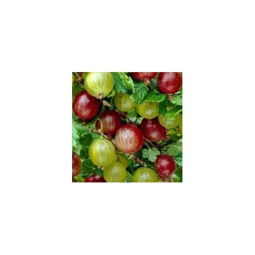 2 X UVA SPINA ROSSA- VERDE VASO 1 LITRO