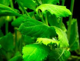 See full amazon price history chart for Maalavya Live Aquarium Aquatic Plant (Water Wisteria) Live Plant With Pot (8 To 10 Stems) Of Plant Maalavya Live Aquarium Aquatic Plant (Water Wisteria) Live Plant With Pot (8 To 10 Stems) Of Plant (B0CLVNZZNT) Amazon Price History, Amazon Price Tracker