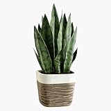 GreenShip 17 inch Artificial Snake Plant with Decorative Two-Tone Pot, Faux Potted Plants for Indoor Home Office Decor, Realistic Fake Plant Decor