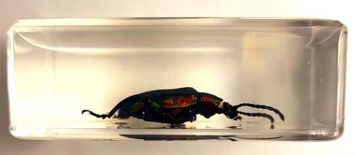 Image of 44mm Real Jewel Frog Beetle in Crystal Clear Lucite Resin Specimen Preserved Sagra Buqueti Insect Taxidermy Collection for Biology Science Education & Desk Ornament Display Supplies