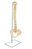 Budget Vertebral Column With Stand - CH59X