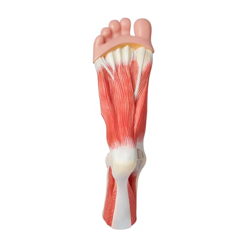 Image of NEW HORIZON 1-Parts Natural Size Foot Anatomy Model Displays the Superficial Muscles, Ligaments, Bones, and Some Skin Tissue of the Foot,with wooden base,Human Body Model