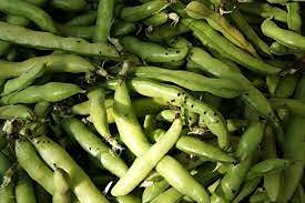 Desi Bakla Broadbean Seed 40 SEED (B09HSB5T42) Amazon Price History, Amazon Price Tracker